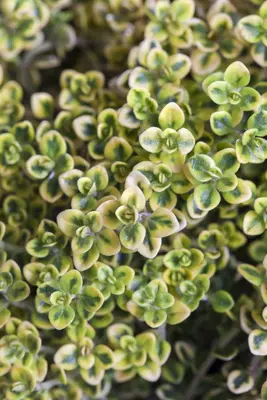 Thymus vulgaris 'orange' (sinaasappeltijm) 15cm - afbeelding 43