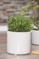 Thymus vulgaris 'orange' (sinaasappeltijm) 15cm - afbeelding 49