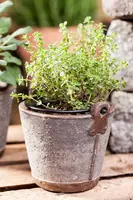 Thymus vulgaris 'orange' (sinaasappeltijm) 15cm - afbeelding 51