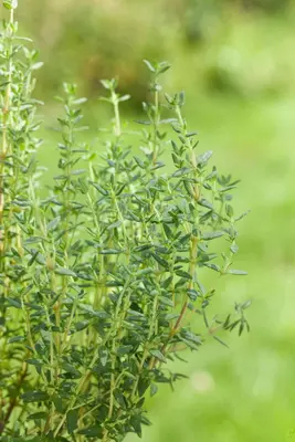 Thymus vulgaris 'orange' (sinaasappeltijm) 15cm - afbeelding 53