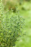 Thymus vulgaris 'orange' (sinaasappeltijm) 15cm - afbeelding 53