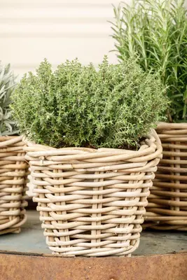 Thymus vulgaris 'orange' (sinaasappeltijm) 15cm - afbeelding 57