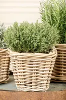 Thymus vulgaris 'orange' (sinaasappeltijm) 15cm - afbeelding 57