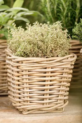 Thymus vulgaris 'orange' (sinaasappeltijm) 15cm - afbeelding 58