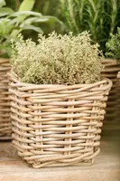 Thymus vulgaris 'orange' (sinaasappeltijm) 15cm - afbeelding 58
