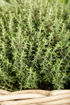 Thymus vulgaris 'orange' (sinaasappeltijm) 15cm - afbeelding 64