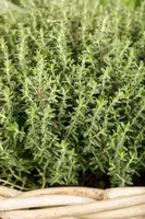 Thymus vulgaris 'orange' (sinaasappeltijm) 15cm - afbeelding 64