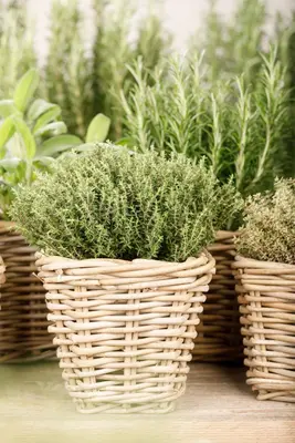 Thymus vulgaris 'orange' (sinaasappeltijm) 15cm - afbeelding 69