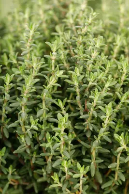 Thymus vulgaris 'orange' (sinaasappeltijm) 15cm - afbeelding 70