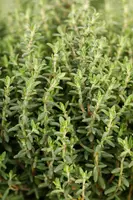 Thymus vulgaris 'orange' (sinaasappeltijm) 15cm - afbeelding 70