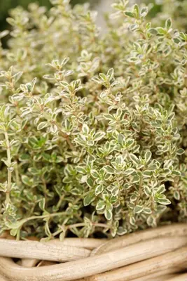 Thymus vulgaris 'orange' (sinaasappeltijm) 15cm - afbeelding 72