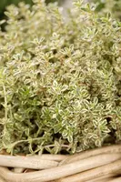 Thymus vulgaris 'orange' (sinaasappeltijm) 15cm - afbeelding 72