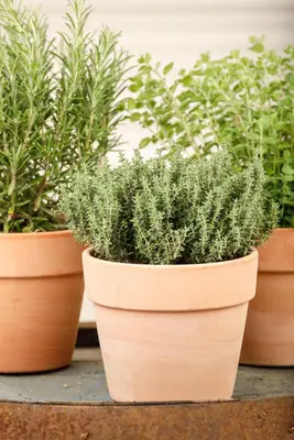 Thymus vulgaris 'orange' (sinaasappeltijm) 15cm - afbeelding 73