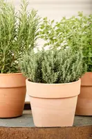Thymus vulgaris 'orange' (sinaasappeltijm) 15cm - afbeelding 73