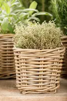 Thymus vulgaris 'orange' (sinaasappeltijm) 15cm - afbeelding 76