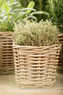 Thymus vulgaris 'orange' (sinaasappeltijm) 15cm - afbeelding 79