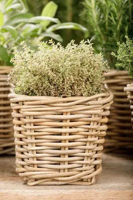 Thymus vulgaris 'orange' (sinaasappeltijm) 15cm - afbeelding 80