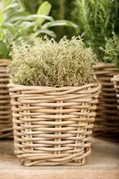 Thymus vulgaris 'orange' (sinaasappeltijm) 15cm - afbeelding 80