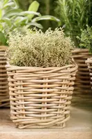 Thymus vulgaris 'orange' (sinaasappeltijm) 15cm - afbeelding 81