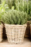 Thymus vulgaris 'orange' (sinaasappeltijm) 15cm - afbeelding 82