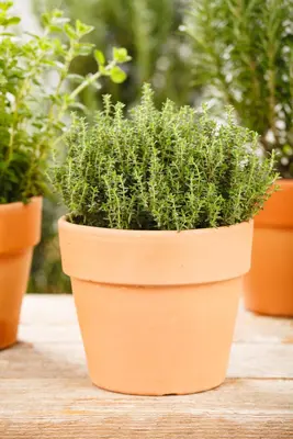 Thymus vulgaris 'orange' (sinaasappeltijm) 15cm - afbeelding 96
