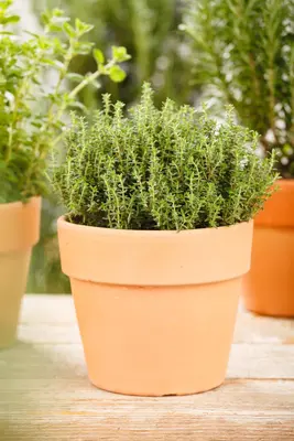 Thymus vulgaris 'orange' (sinaasappeltijm) 15cm - afbeelding 97