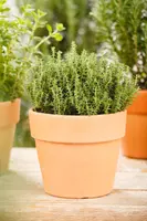 Thymus vulgaris 'orange' (sinaasappeltijm) 15cm - afbeelding 97