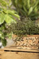 Thymus vulgaris 'orange' (sinaasappeltijm) 15cm - afbeelding 103