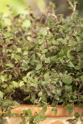 Thymus vulgaris 'orange' (sinaasappeltijm) 15cm - afbeelding 104
