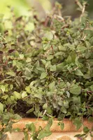 Thymus vulgaris 'orange' (sinaasappeltijm) 15cm - afbeelding 104