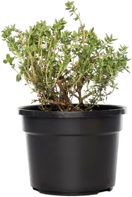 Thymus vulgaris 'orange' (sinaasappeltijm) 15cm - afbeelding 1
