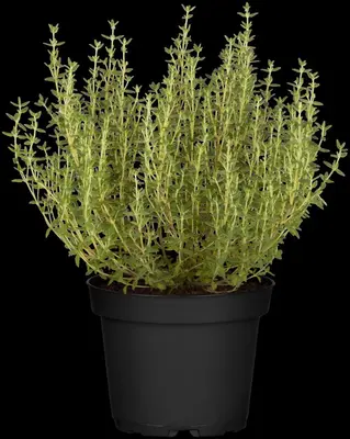 Thymus vulgaris 'orange' (sinaasappeltijm) 15cm - afbeelding 52