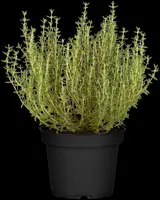 Thymus vulgaris 'orange' (sinaasappeltijm) 15cm - afbeelding 52