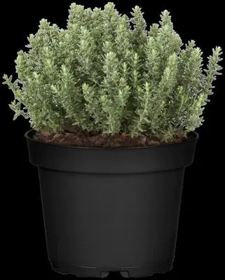 Thymus vulgaris 'orange' (sinaasappeltijm) 15cm - afbeelding 47
