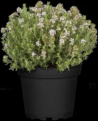 Thymus vulgaris 'orange' (sinaasappeltijm) 15cm - afbeelding 54