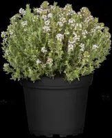 Thymus vulgaris 'orange' (sinaasappeltijm) 15cm - afbeelding 54