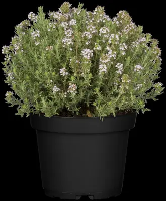 Thymus vulgaris 'orange' (sinaasappeltijm) 15cm - afbeelding 99