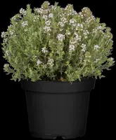 Thymus vulgaris 'orange' (sinaasappeltijm) 15cm - afbeelding 99