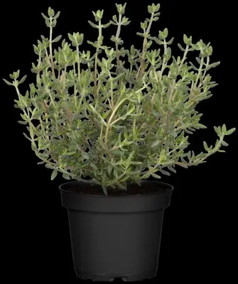 Thymus vulgaris 'orange' (sinaasappeltijm) 15cm - afbeelding 98