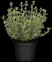 Thymus vulgaris 'orange' (sinaasappeltijm) 15cm - afbeelding 98