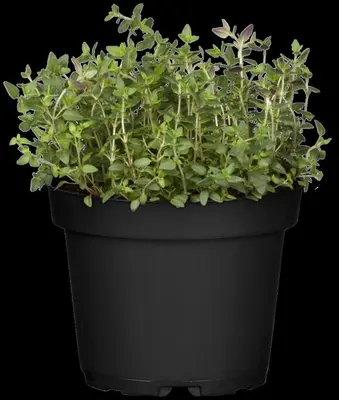Thymus vulgaris 'orange' (sinaasappeltijm) 15cm - afbeelding 108