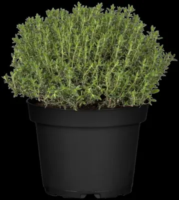 Thymus vulgaris 'orange' (sinaasappeltijm) 15cm - afbeelding 109
