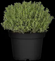 Thymus vulgaris 'orange' (sinaasappeltijm) 15cm - afbeelding 109
