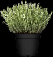 Thymus vulgaris 'orange' (sinaasappeltijm) 15cm - afbeelding 14