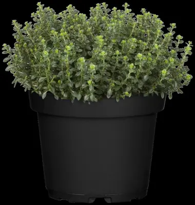 Thymus vulgaris 'orange' (sinaasappeltijm) 15cm - afbeelding 48