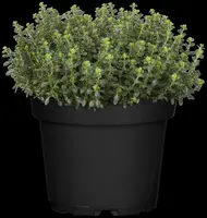 Thymus vulgaris 'orange' (sinaasappeltijm) 15cm - afbeelding 48