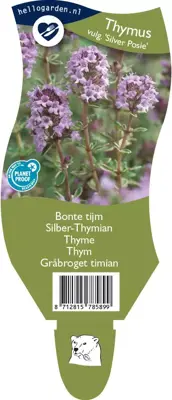 Thymus vulgaris 'Silver Posie' (Bonte tijm) - afbeelding 1