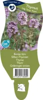 Thymus vulgaris 'Silver Posie' (Bonte tijm) - afbeelding 1