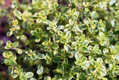 Thymus vulgaris 'Silver Posie' (Bonte tijm) - afbeelding 4