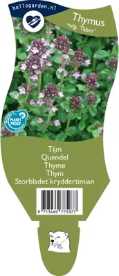 Thymus vulgaris 'Tabor' (Tijm) - afbeelding 1